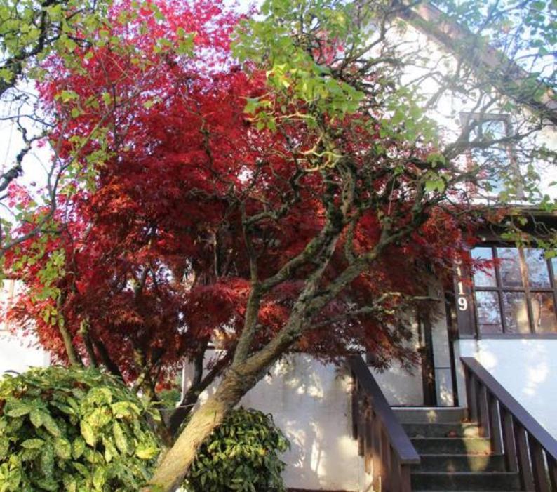 John'S House In Vancouver West ภายนอก รูปภาพ